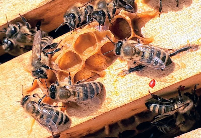 Srebro i zlato održavaju pčele zdravim - Trebinje: Srebro i zlato održavaju pčele zdravim